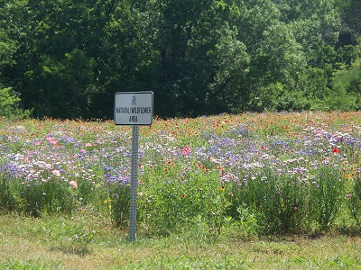 Wildflower Area